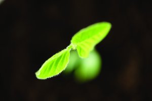 从模仿到创新：分销网络的进化之路