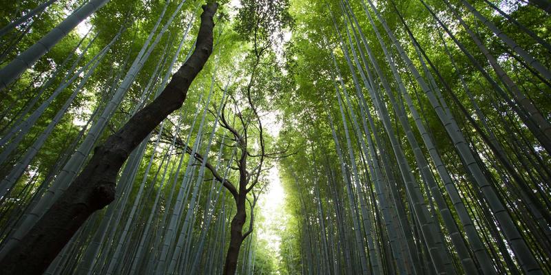 量子计算使用技巧：量子算法运行效率提升秘籍